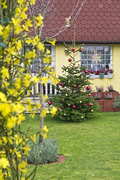 551009 - Christmas tree in an allotment garden