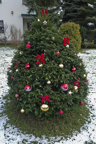 527020 - Christmas tree with Christmas tree baubles in a front garden
