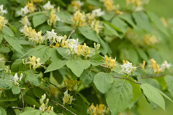 520126 - Chrysantha honeysuckle (Lonicera chrysantha)