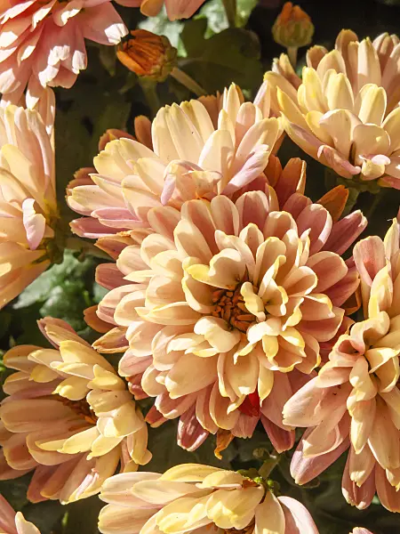 431056 - Chrysanthème (Chrysanthemum)