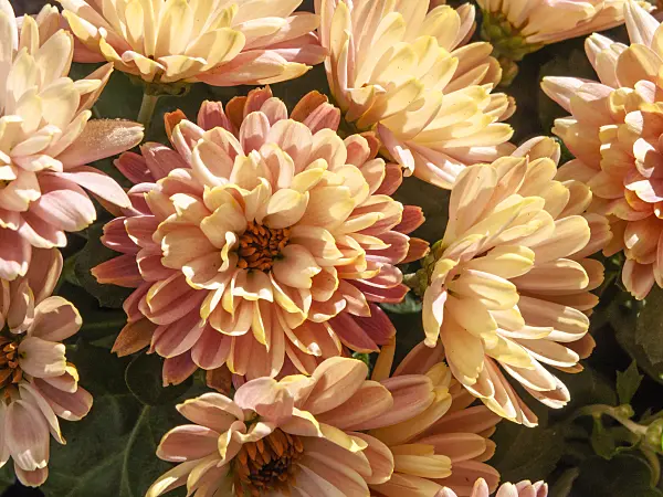 431057 - Chrysanthème (Chrysanthemum)