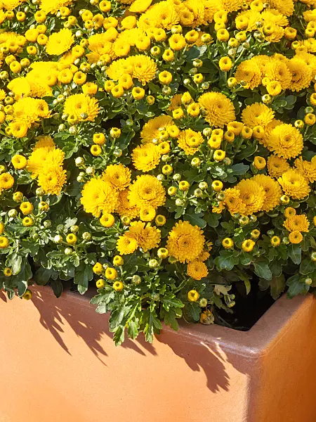 441178 - Chrysanthème (Chrysanthemum)