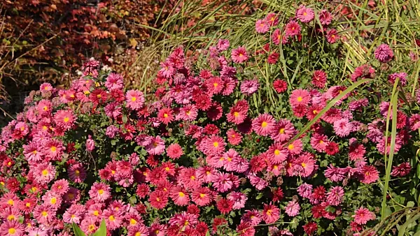 501184 - Chrysanthème (Chrysanthemum)