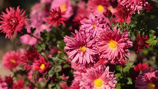 501185 - Chrysanthème (Chrysanthemum)