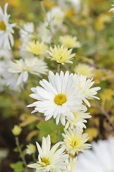 489148 - Chrysantheme (Chrysanthemum indicum 'Weisser Riese')