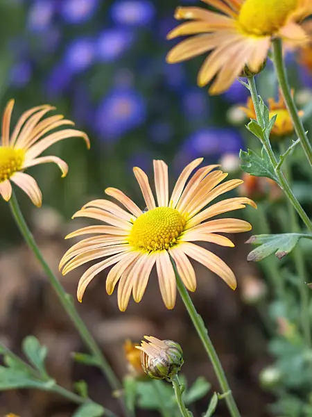 418004 - Chrysanthème (Chrysanthemum rubellum 'Mary Stoker')