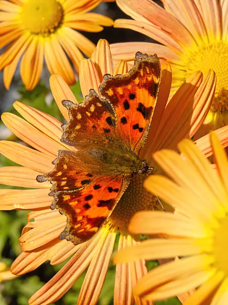 430127 - Chrysantheme (Chrysanthemum rubellum 'Mary Stoker') und C-Falter (Polygonia c-album syn. Nymphalis c-album)