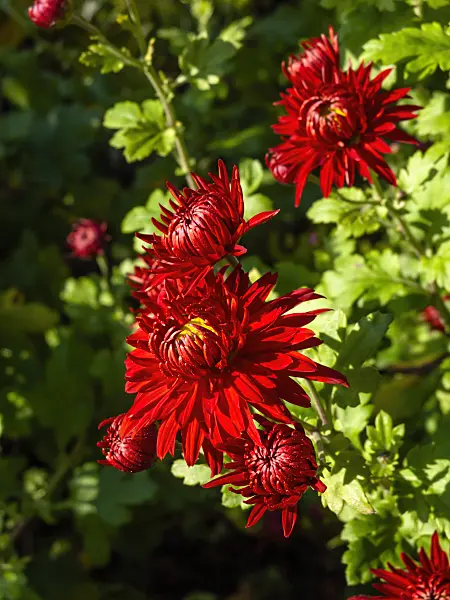 431047 - Chrysanthème d'Inde (Chrysanthemum indicum 'Fellbacher Wein')