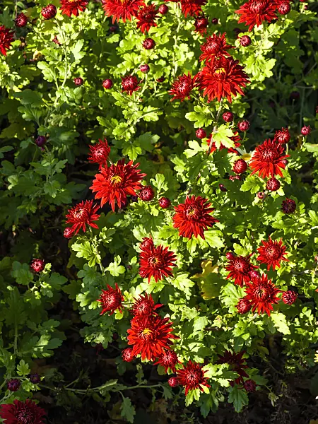 431049 - Chrysanthème d'Inde (Chrysanthemum indicum 'Fellbacher Wein')