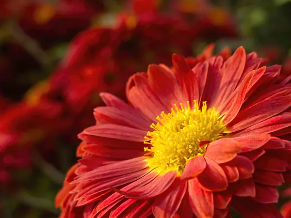 431081 - Chrysanthème d'Inde (Chrysanthemum indicum 'Fellbacher Wein')
