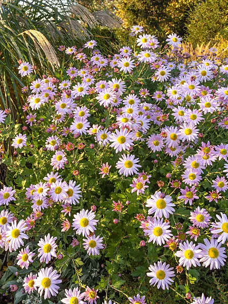 431033 - Chrysanthème d'Inde (Chrysanthemum indicum 'L'Innocence')