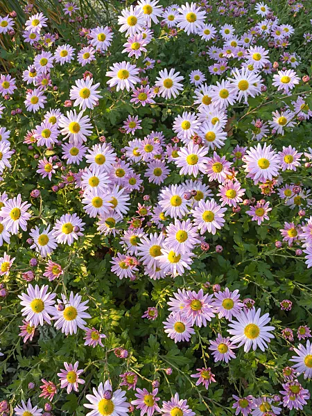 431035 - Chrysanthème d'Inde (Chrysanthemum indicum 'L'Innocence')