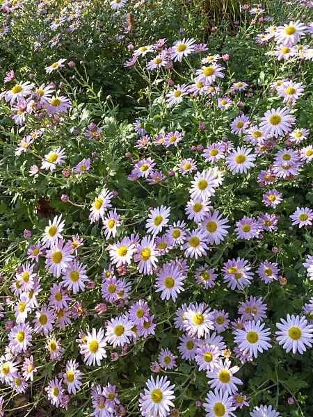 431052 - Chrysanthème d'Inde (Chrysanthemum indicum 'L'Innocence')