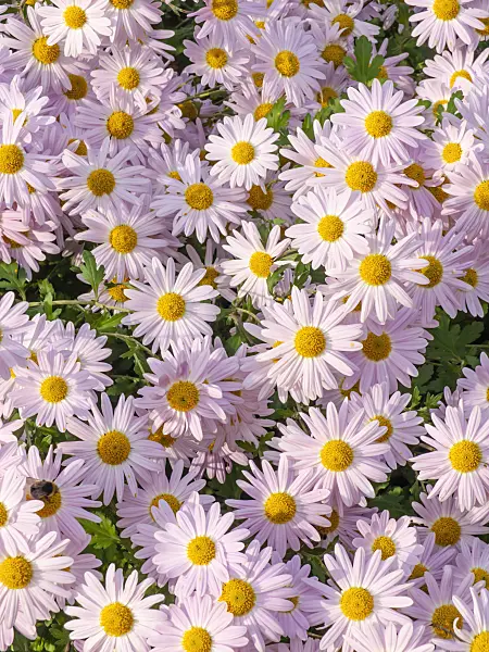 431082 - Chrysanthème d'Inde (Chrysanthemum indicum 'L'Innocence')