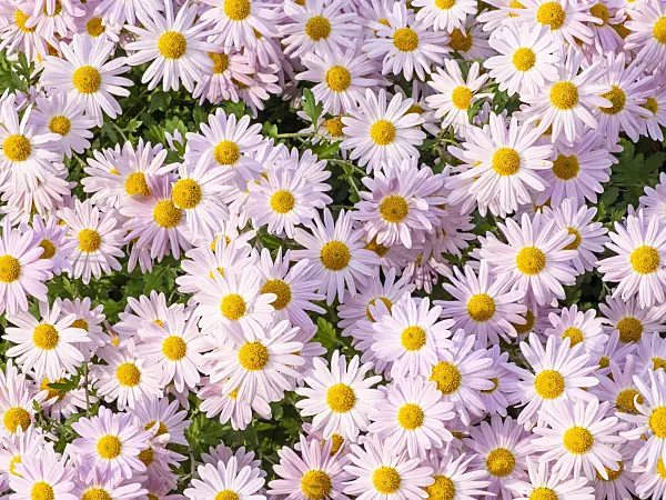 431083 - Chrysanthème d'Inde (Chrysanthemum indicum 'L'Innocence')