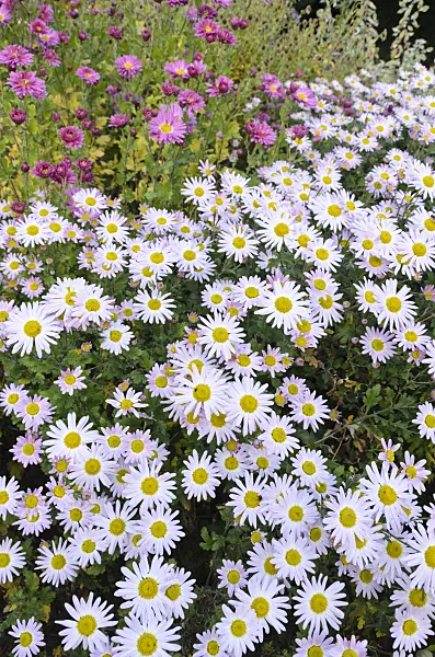 501258 - Chrysanthème d'Inde (Chrysanthemum indicum 'L'Innocence')