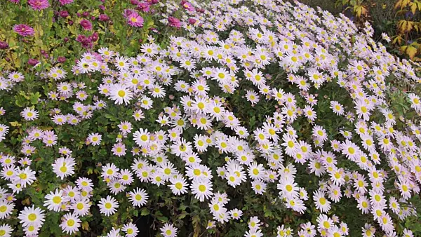 501261 - Chrysanthème d'Inde (Chrysanthemum indicum 'L'Innocence')