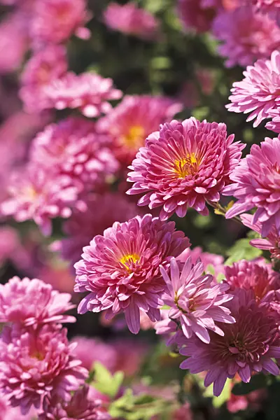 371011 - Chrysanthème d'Inde (Chrysanthemum indicum 'Manito')