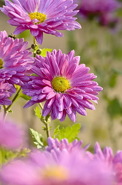 502018 - Chrysanthème d'Inde (Chrysanthemum indicum 'Rosenmarguerite')