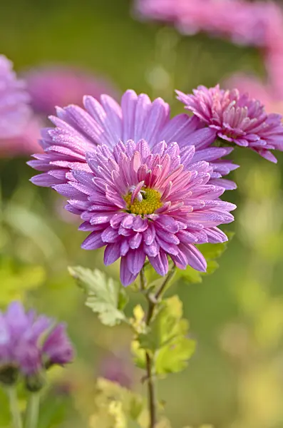 502019 - Chrysanthème d'Inde (Chrysanthemum indicum 'Rosenmarguerite')