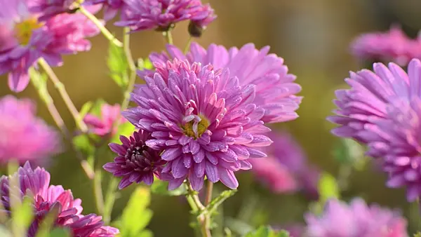 502026 - Chrysanthème d'Inde (Chrysanthemum indicum 'Rosenmarguerite')