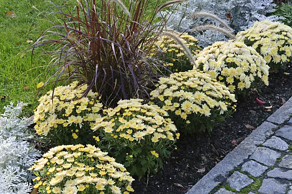 489079 - Chrysanthèmes (Chrysanthemum)