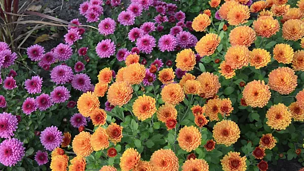 501247 - Chrysanthèmes (Chrysanthemum)