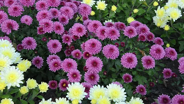 501248 - Chrysanthèmes (Chrysanthemum)