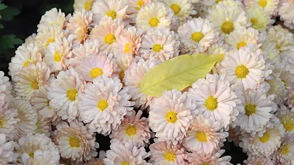 501249 - Chrysanthèmes (Chrysanthemum)