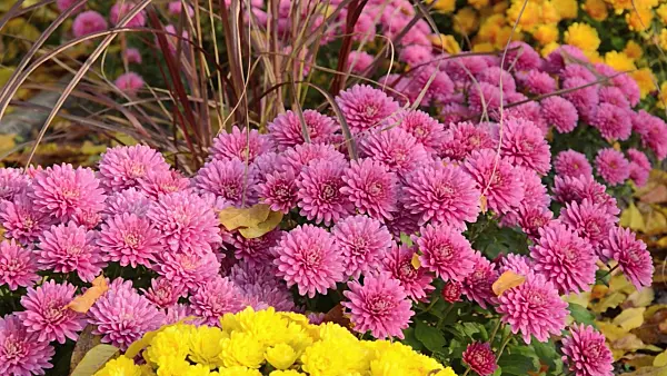 502048 - Chrysanthèmes (Chrysanthemum)