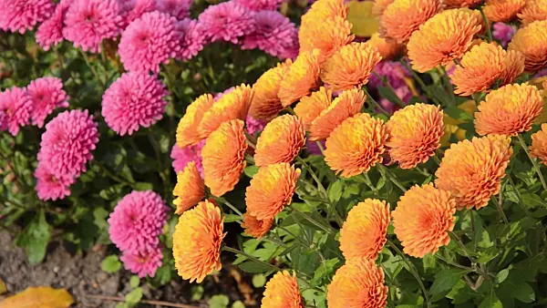 502049 - Chrysanthèmes (Chrysanthemum)