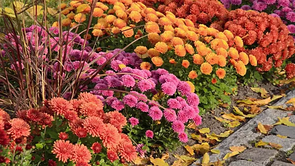 502050 - Chrysanthèmes (Chrysanthemum)