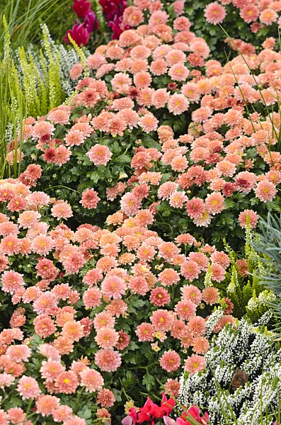 548039 - Chrysanthèmes (Chrysanthemum)
