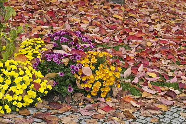 562009 - Chrysanthèmes (Chrysanthemum)