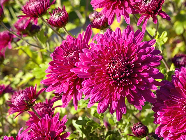 431014 - Chrysanthemum (Chrysanthemum)