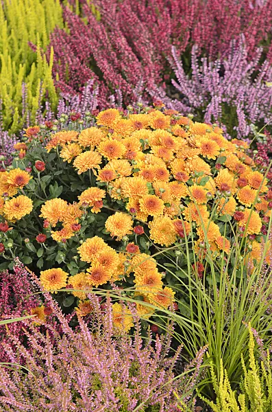 536139 - Chrysanthemum (Chrysanthemum) and common heather (Calluna vulgaris)
