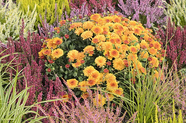 536140 - Chrysanthemum (Chrysanthemum) and common heather (Calluna vulgaris)
