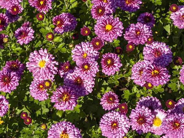 431044 - Chrysanthemum (Chrysanthemum indicum 'Anastasia')