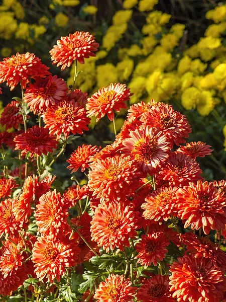 431048 - Chrysanthemum (Chrysanthemum indicum 'Bronzeteppich')