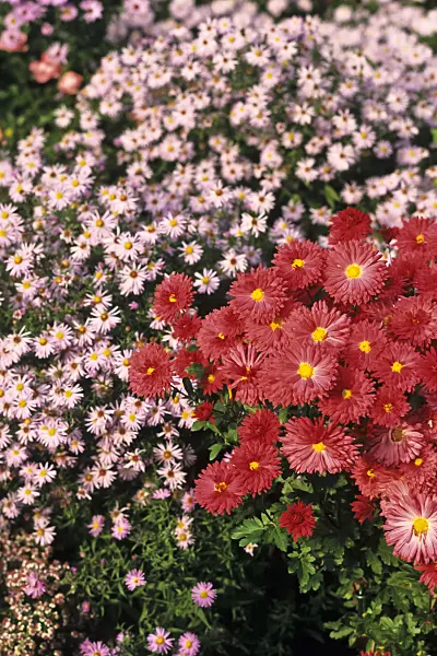 383047 - Chrysanthemum (Chrysanthemum indicum 'Cinderella')