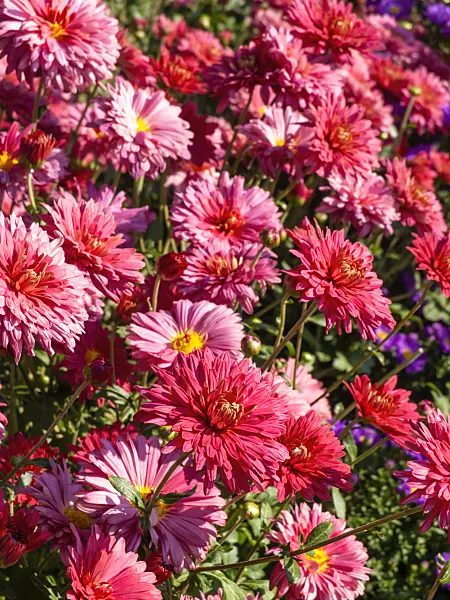 429142 - Chrysanthemum (Chrysanthemum indicum 'Cinderella')