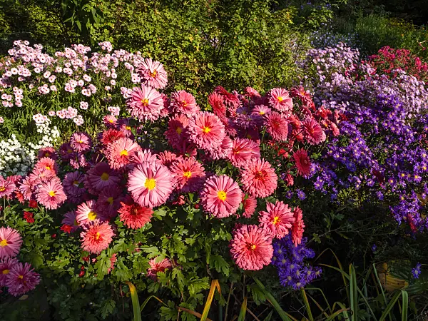 430119 - Chrysanthemum (Chrysanthemum indicum 'Cinderella')