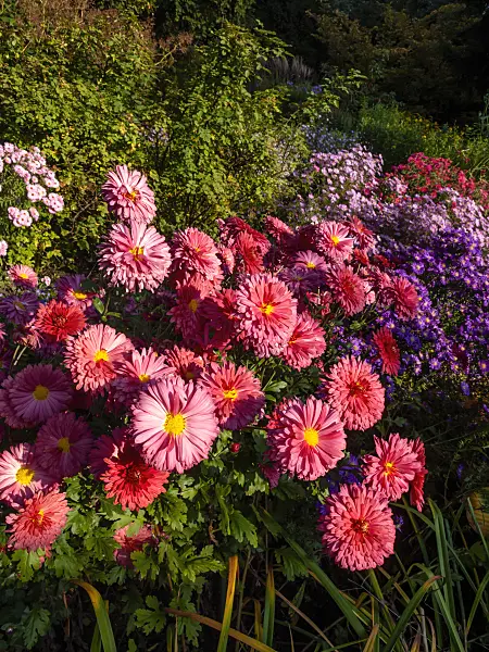 430120 - Chrysanthemum (Chrysanthemum indicum 'Cinderella')