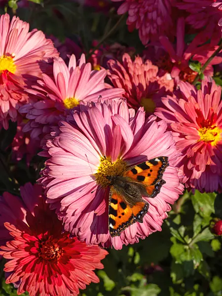 430122 - Chrysanthemum (Chrysanthemum indicum 'Cinderella') and small tortoiseshell (Aglais urticae)
