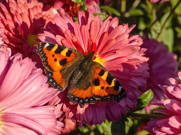 430123 - Chrysanthemum (Chrysanthemum indicum 'Cinderella') and small tortoiseshell (Aglais urticae)