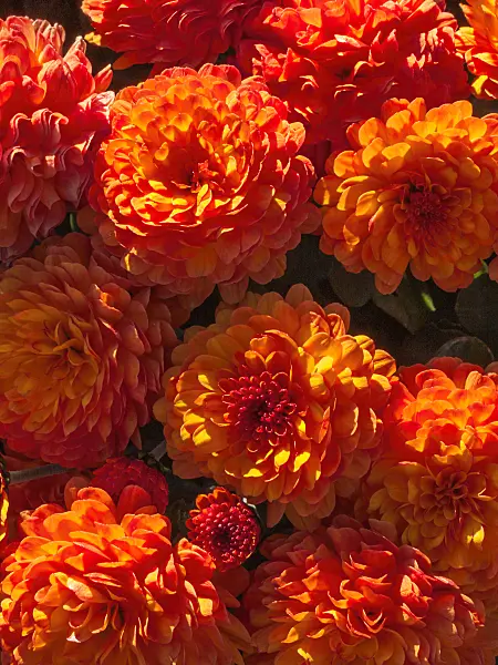 406024 - Chrysanthemum (Chrysanthemum indicum 'Dreamstar Balios')