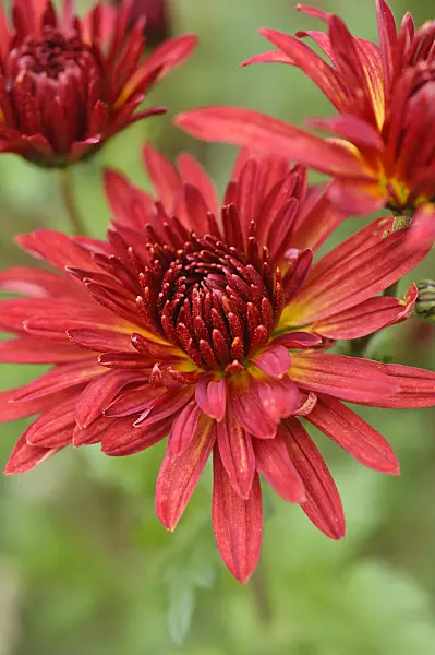 489133 - Chrysanthemum (Chrysanthemum indicum 'Granatschopf')