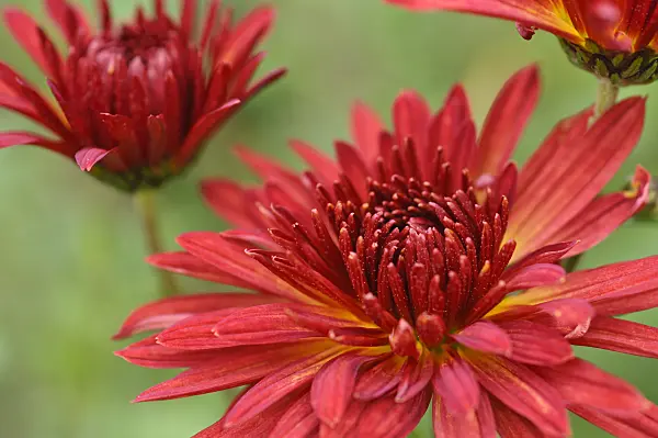 489134 - Chrysanthemum (Chrysanthemum indicum 'Granatschopf')