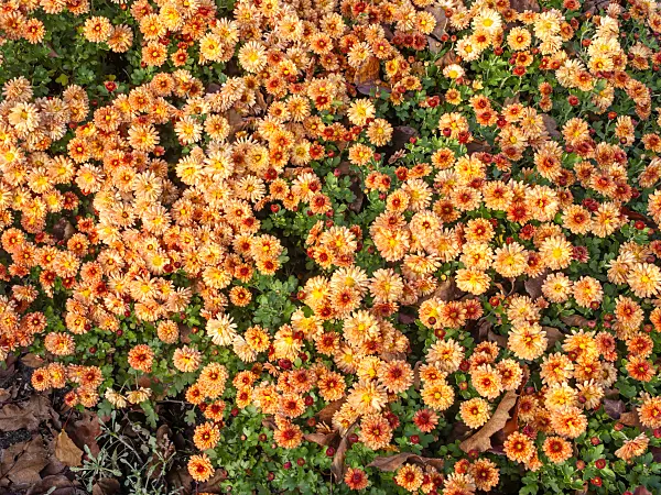 466008 - Chrysanthemum (Chrysanthemum indicum 'Herbstbrokat')