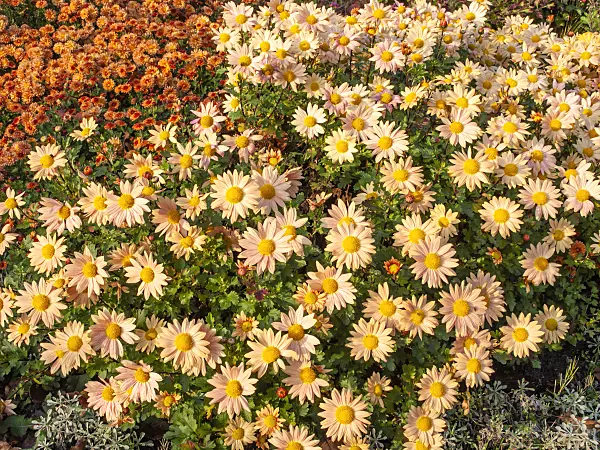 466003 - Chrysanthemum (Chrysanthemum indicum 'Isabellarosa')
